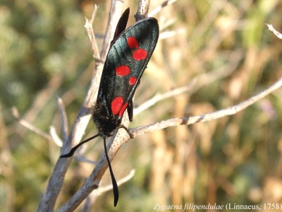 COLEOTTERI NEL FORUM - Famiglia Cleridae